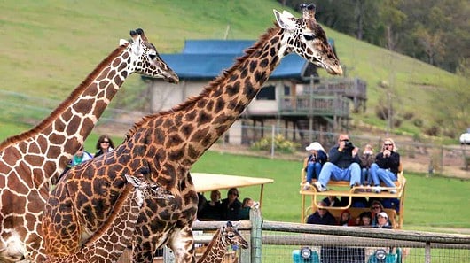 Giraffes looking at people