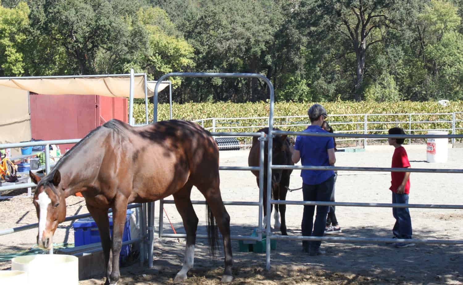 Sunrise Horse Rescue - Visit Calistoga