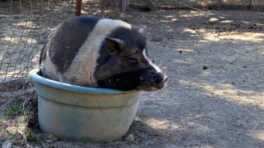 Topper the pig in a bucket